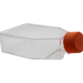 75cm² Celkweekflessen | Filterdop